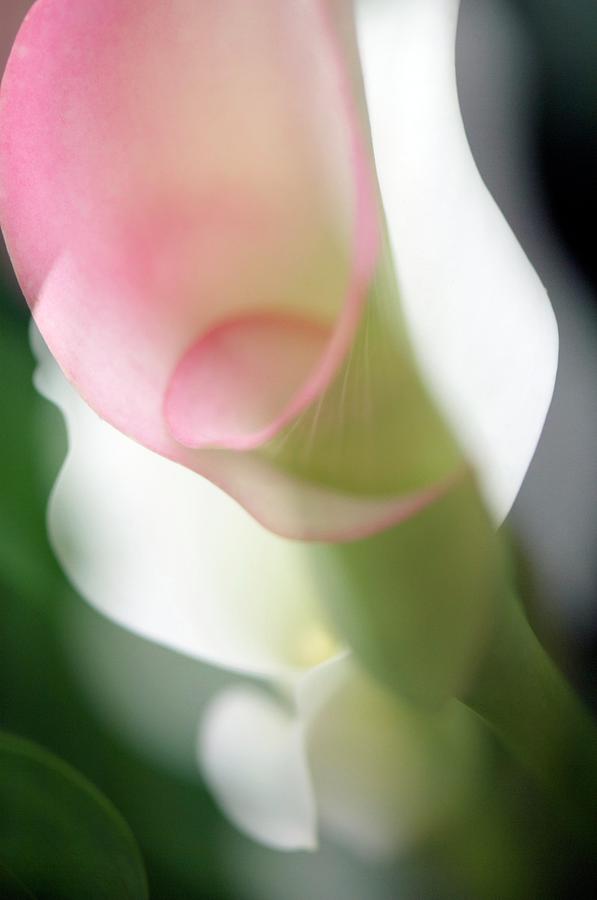 Flower Photograph - Calla Lily (zantedeschia Aethiopica) by Maria Mosolova/science Photo Library