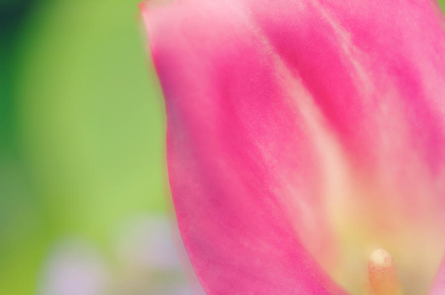 Summer Photograph - Calla Lily (zantedeschia Hybrid) by Maria Mosolova/science Photo Library
