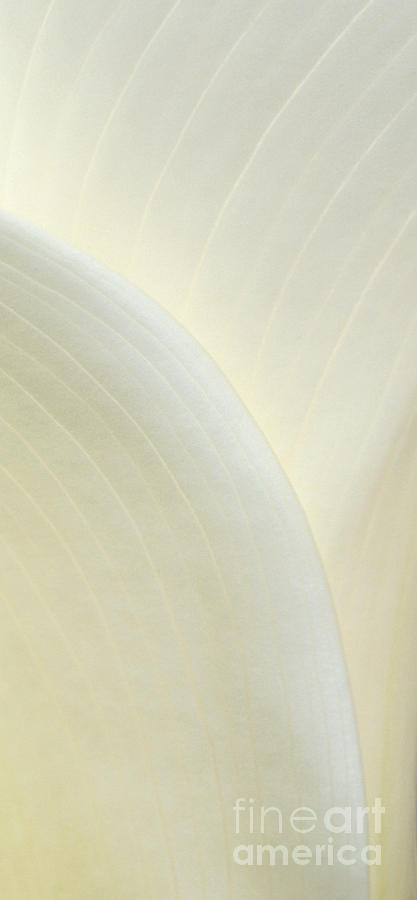Calla Lines Photograph by Alice Cahill