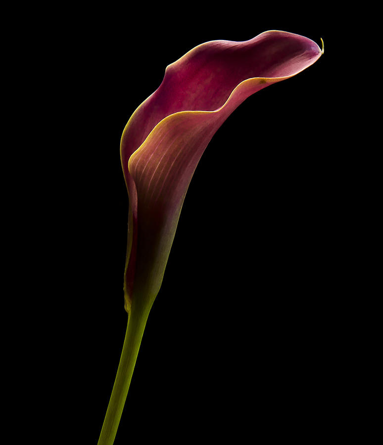 Flower Photograph - Calla Profile by Jean Noren