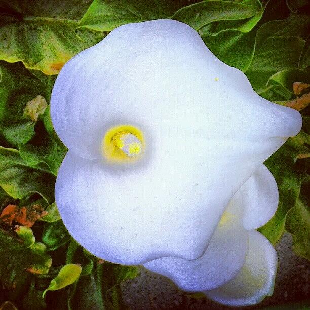 Landscape Photograph - #callalily #white #floweroftheday by M R M