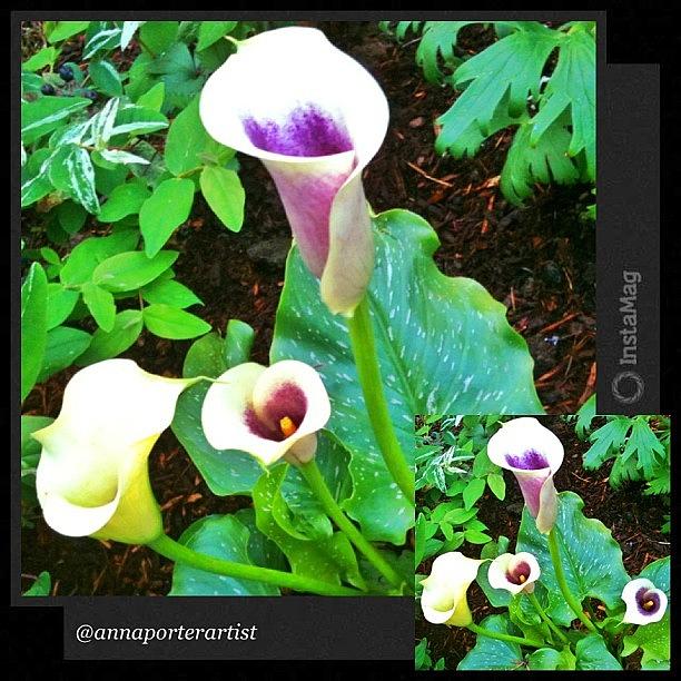 Flower Photograph - Callas And Green by @annaporterartist by Anna Porter
