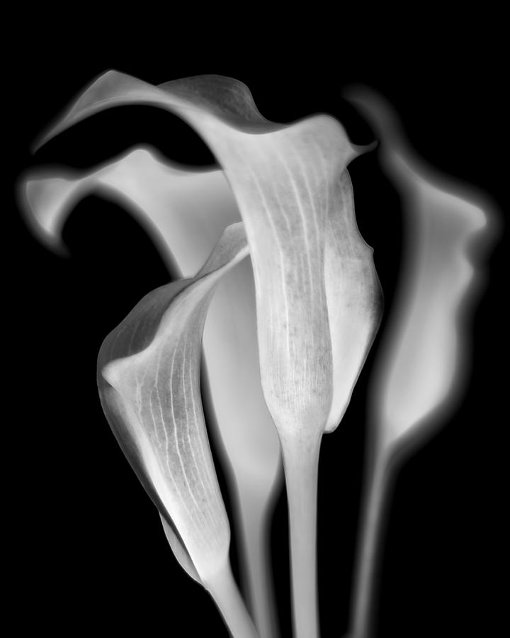 Flower Photograph - Callas by Jaromir Hron
