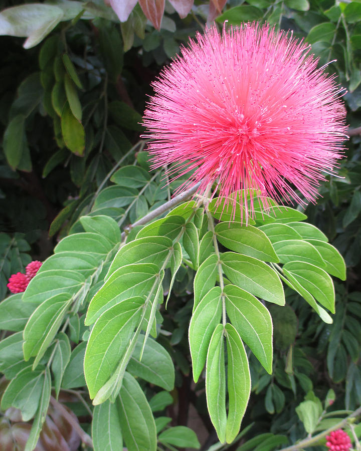 Calliandra Blossom Photograph by Alison Stein - Fine Art America