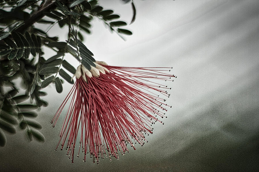 Calliandra Californica Photograph by Stuart Litoff