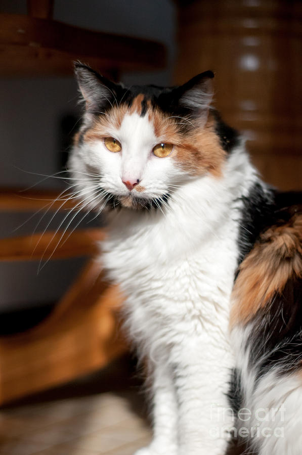 Cat Photograph - Callie GIrl by Jennifer Englehardt