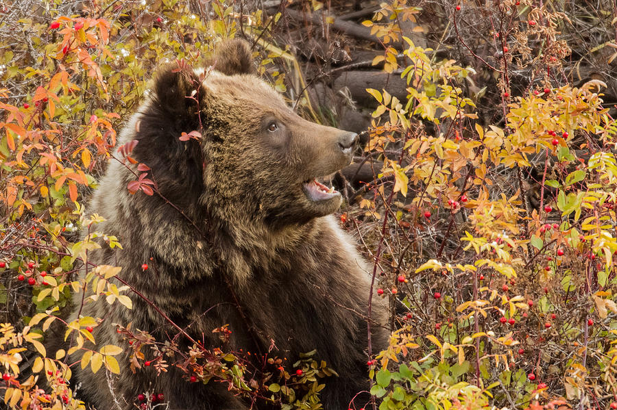 Calling All Bears Photograph by Sandy Sisti