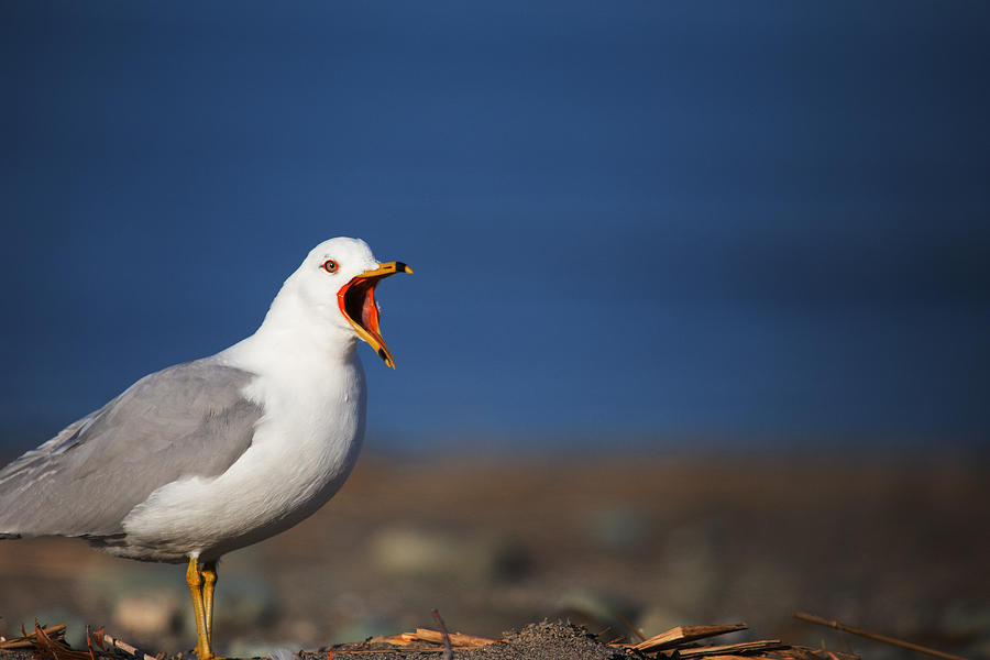 Bird Photograph - Calling All Gulls by Karol Livote