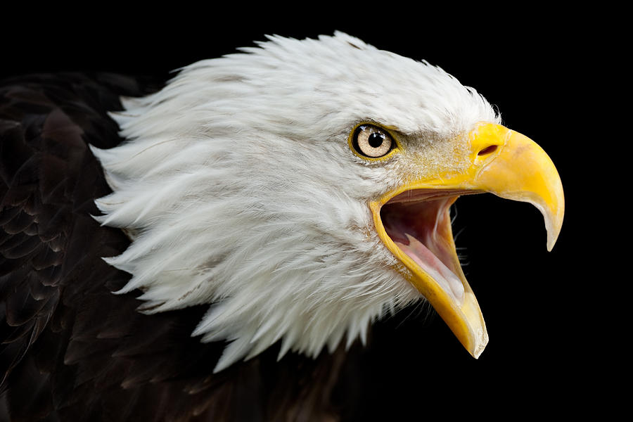Calling Bald Eagle (Haliaeetus leucocephalus) Photograph by Andyworks