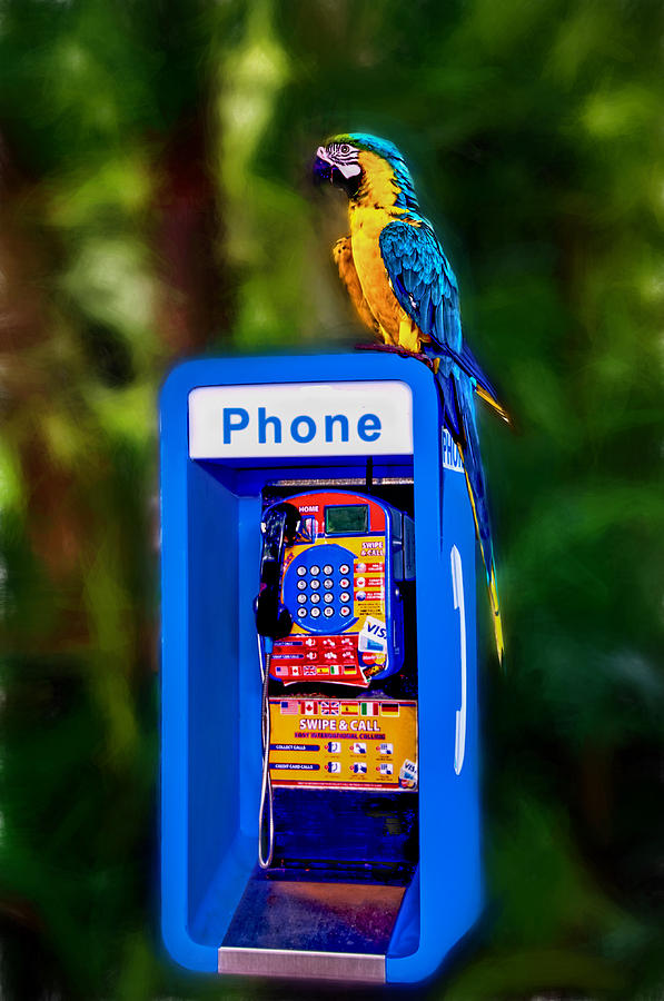 Calling Bird Photograph by Maria Coulson