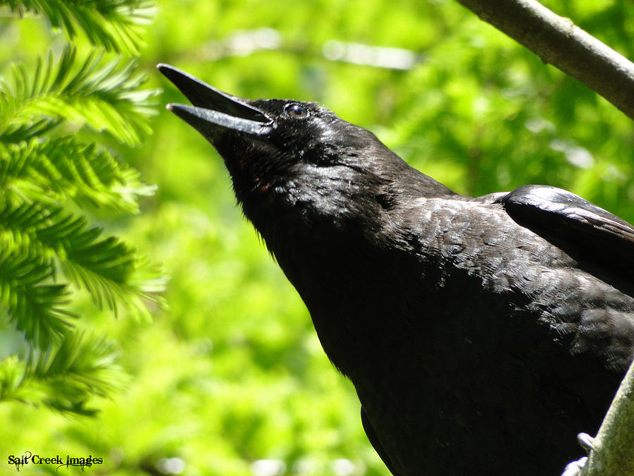Crow Photograph - Calling Crow by Cecily Vermote