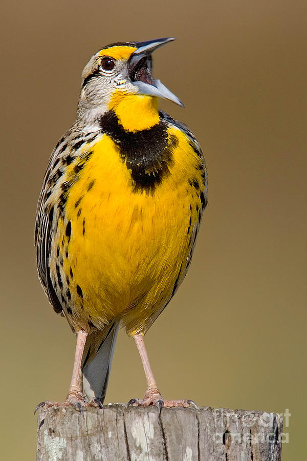Calling Eastern Meadowlark Photograph by Jerry Fornarotto