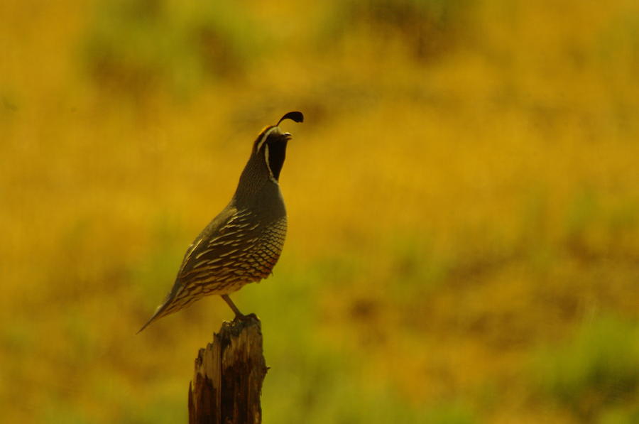 Quail Photograph - Calling For Girl Friends by Jeff Swan Quail Photograph - Calling For Girl Friends by Jeff Swan