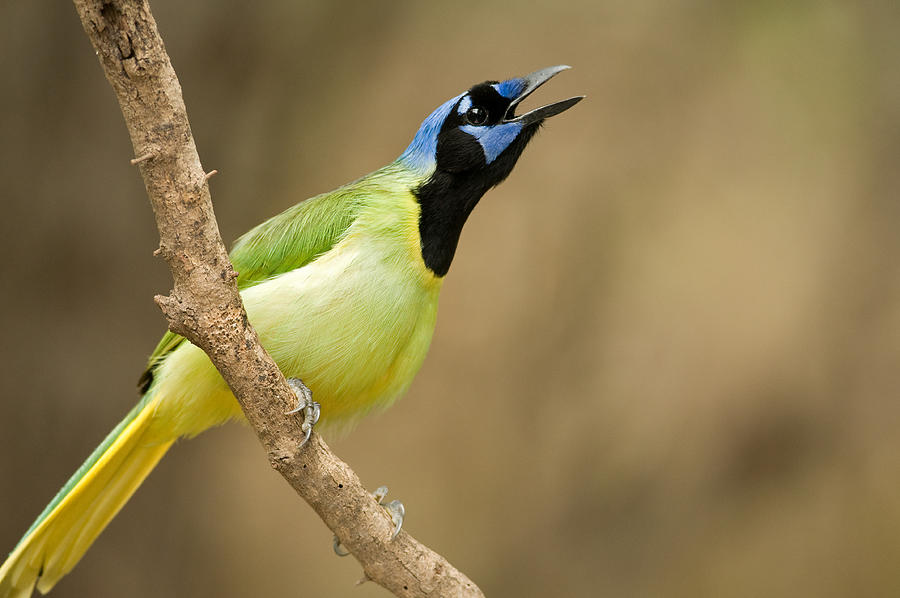 Calling Green Jay Photograph by Gerald DeBoer
