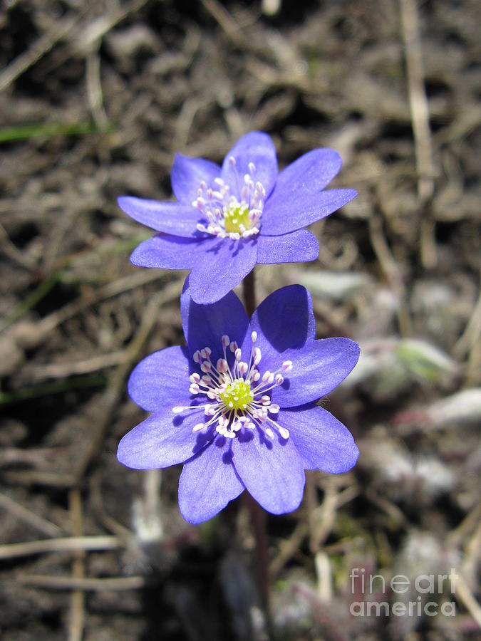 Flower Photograph - Calling Spring. Two Violets by Ausra Huntington nee Paulauskaite