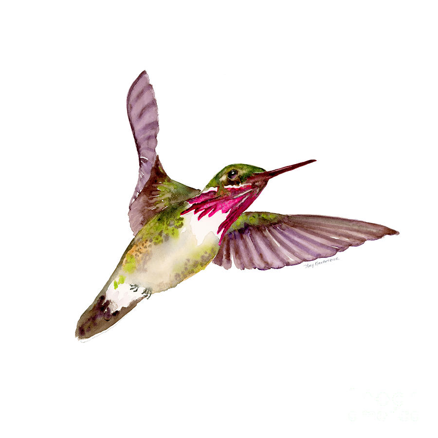 Bird Painting - Calliope Hummingbird by Amy Kirkpatrick