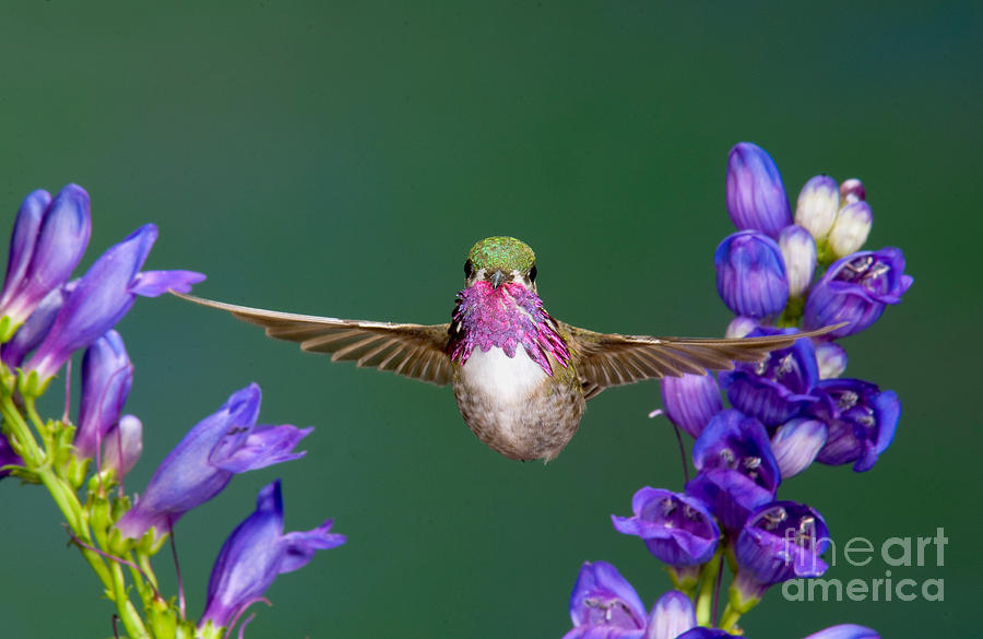 Calliope Hummingbird Stellula Calliope Photograph by Anthony Mercieca