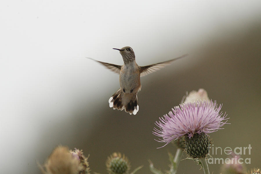 Calliope Hummingbird, Selasphorus calliope, British Colombia. Photograph by Tony Mills