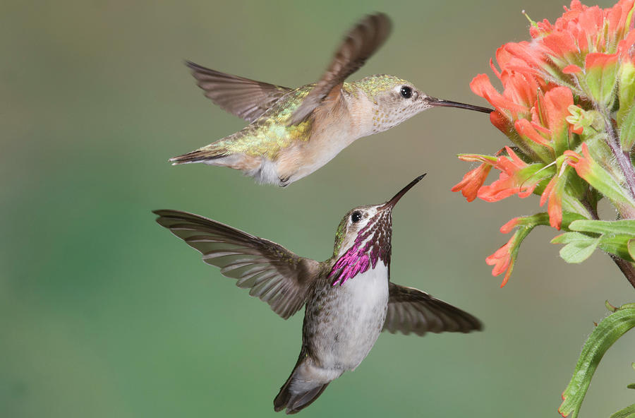 Calliope Hummingbirds Photograph by Tom Walker