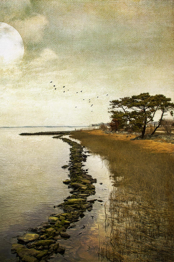 Bird Photograph - Calm at the waters edge by John Rivera