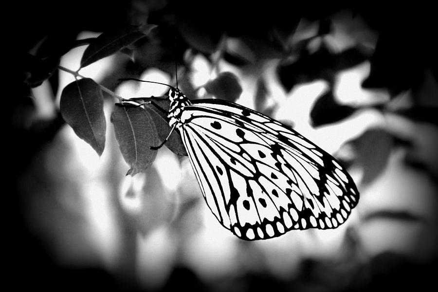 Calm Butterfly Photograph by Tina Meador | Pixels