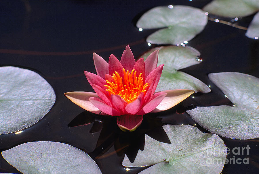 Calm Lily Flower Photograph by Wernher Krutein