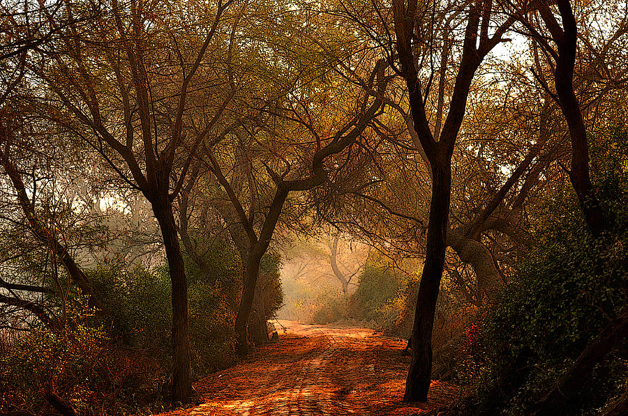 Fantasy Photograph - Calm Nature As Fantasy  by Manjot Singh Sachdeva