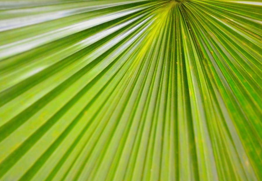 Ft Walton Beach Calm Palm Photograph by Serbennia Davis