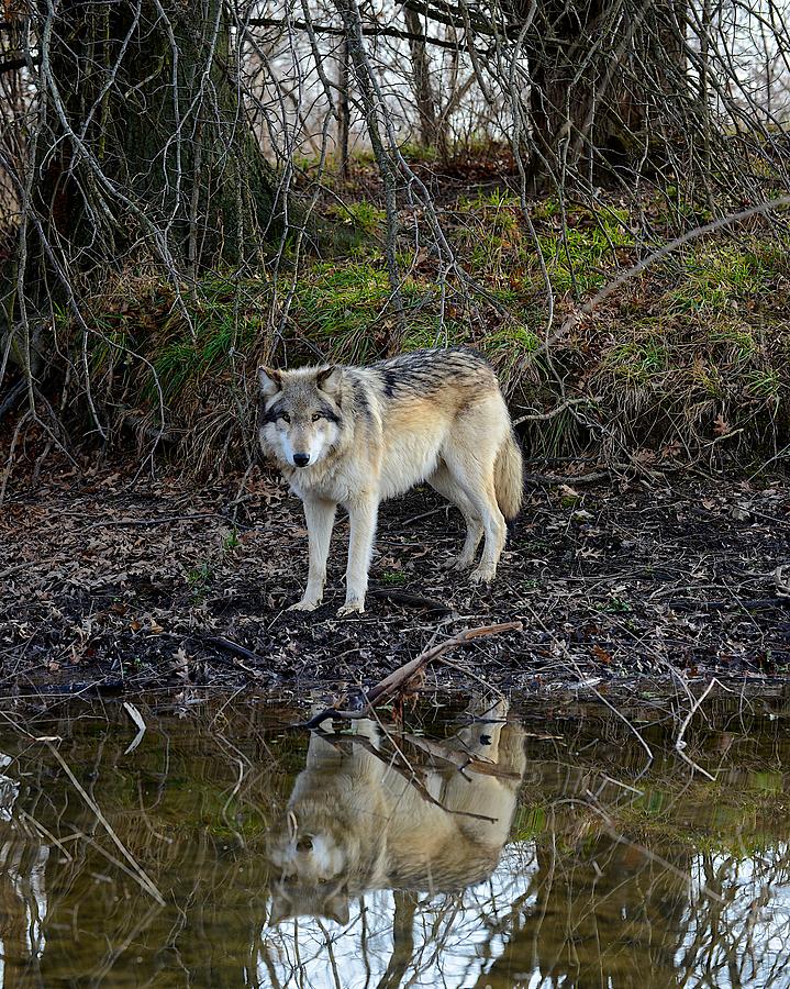 Animal Photograph - Calm Reflection by Douglas Perry