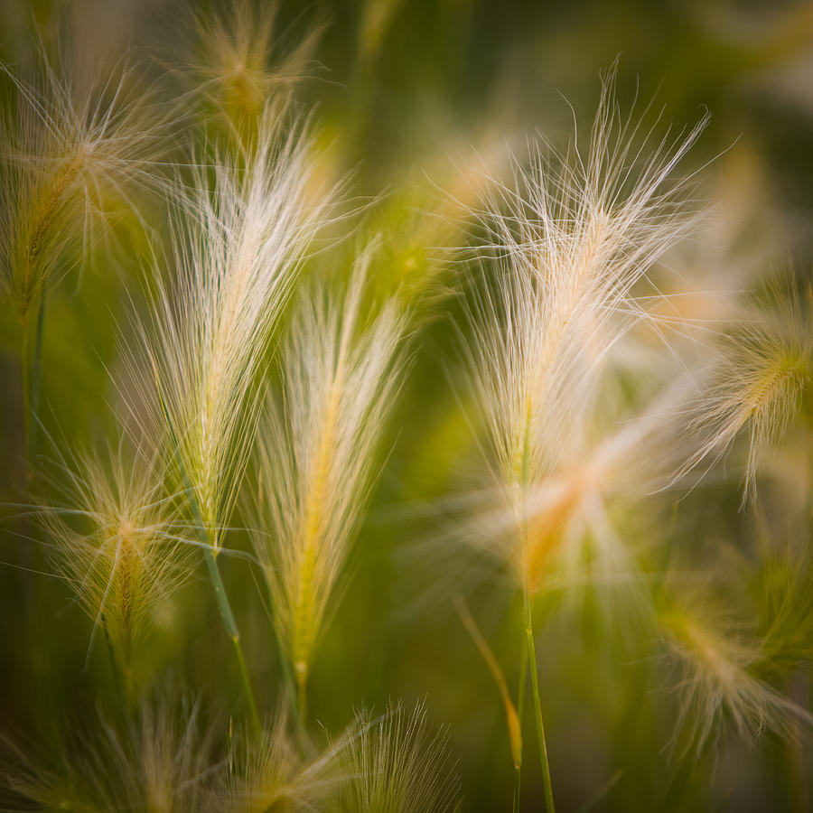 Calm Photograph by Tony Santo - Fine Art America