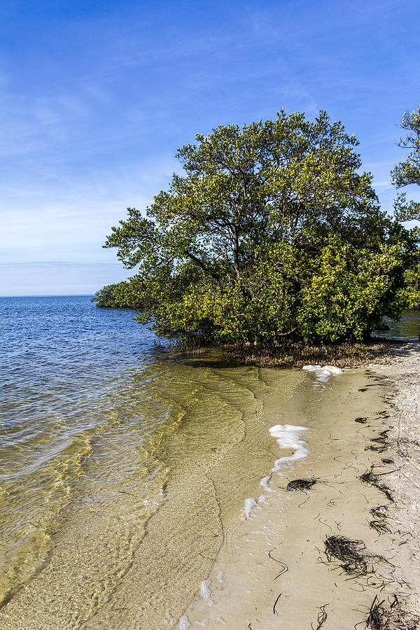 Mangrove Photograph - Calm Waters on the Gulf by Marvin Spates