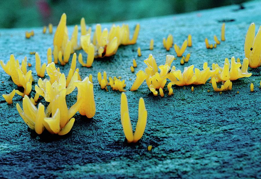 Calocera Cornea (16). Photograph by Stephen Owens/science Photo Library