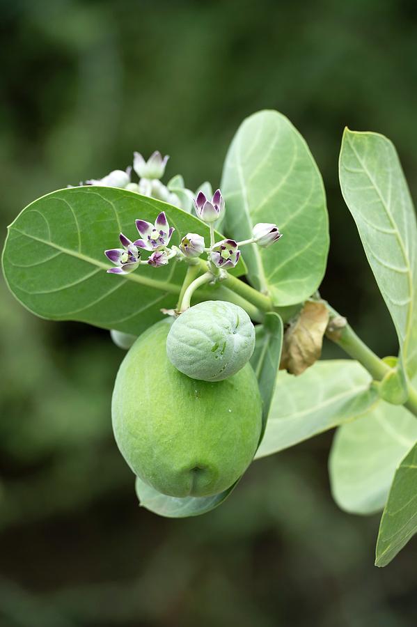 Calotropis