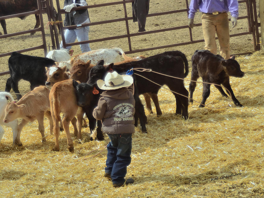 Calves and Little Cowboy Photograph by Kae Cheatham