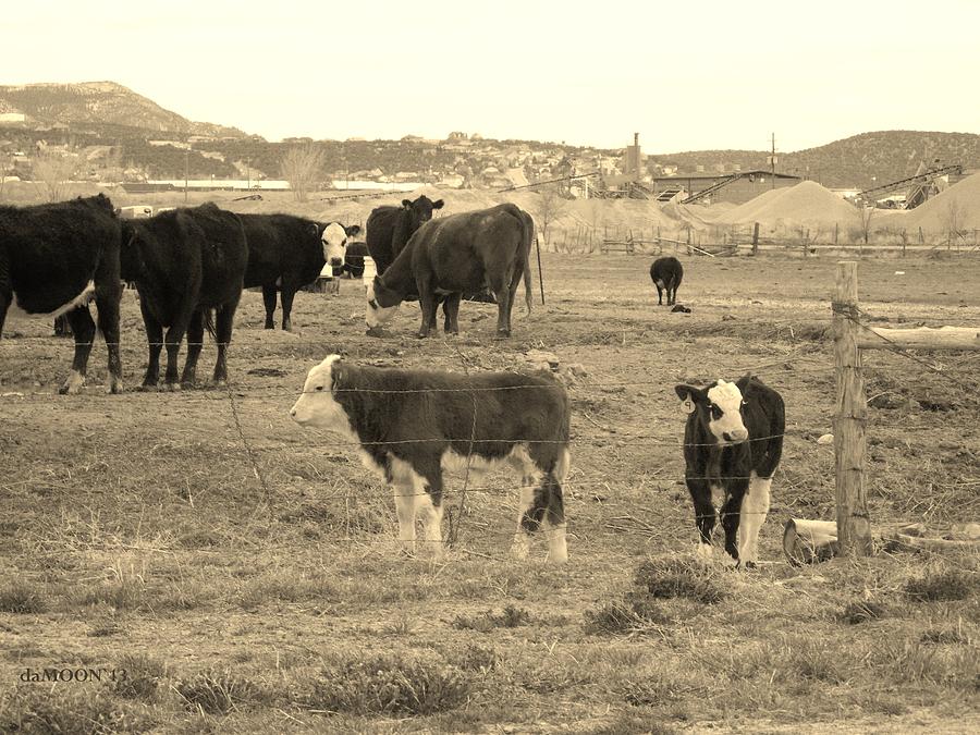 Cow Photograph - Calves At Play by Deborah Moen
