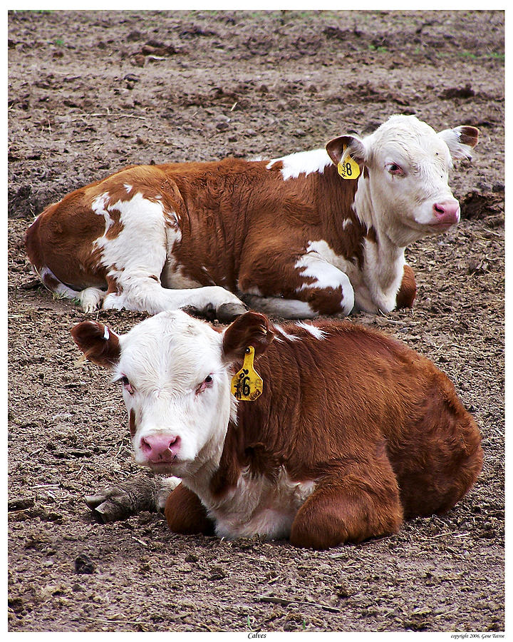 Calves Photograph by Gene Tatroe
