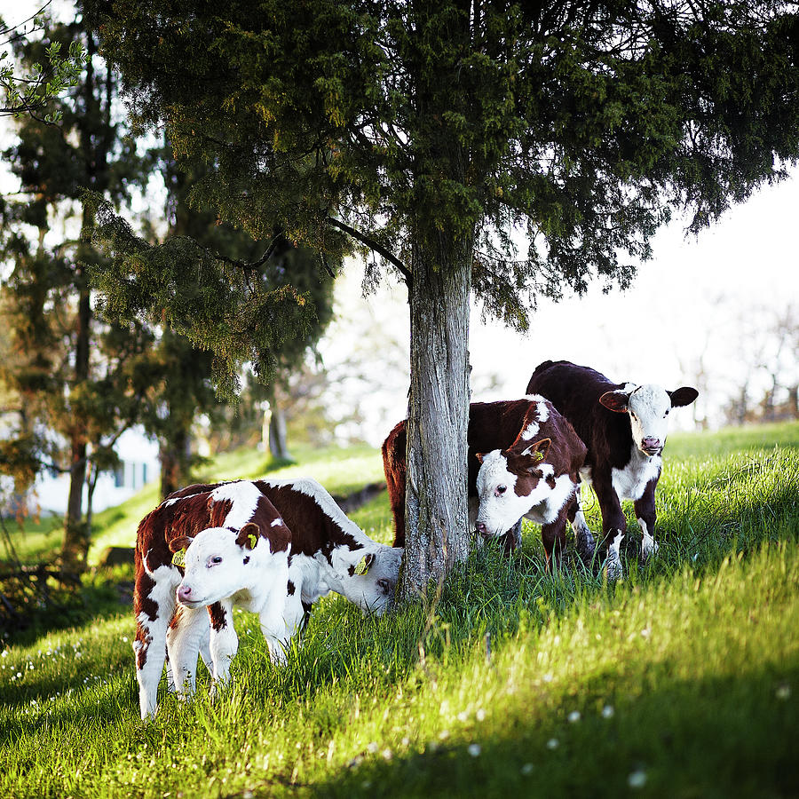 Calves In Farm Photograph by Photo By Patric Ivan
