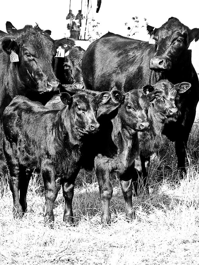 Cow Photograph - Calves by Kelli Chrisman