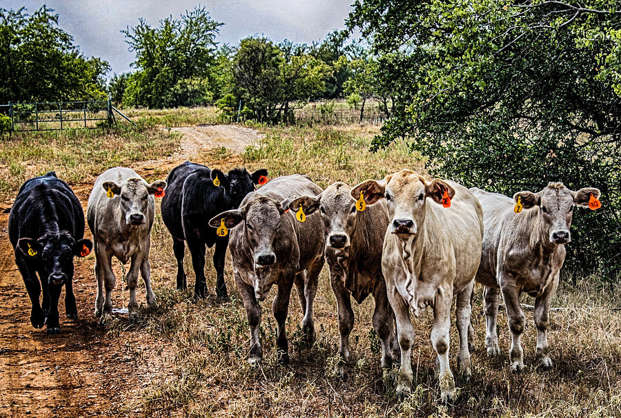 Calves of the Ranch Photograph by Toma Caul