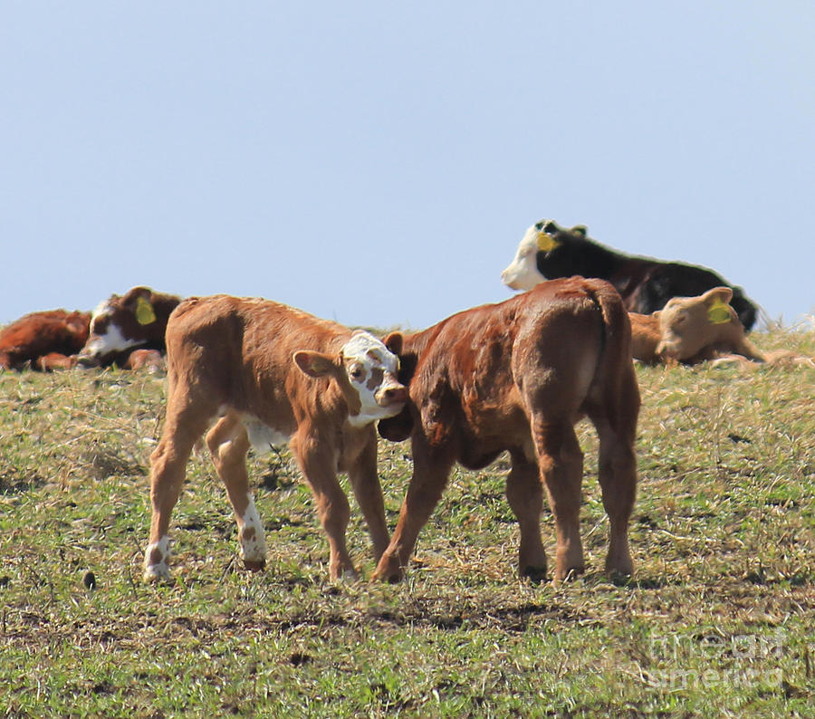 Calves Playing Photograph by Donna L Munro