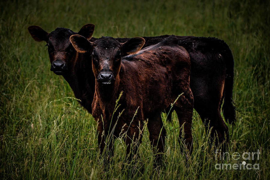 Calves Photograph by Ronald Grogan