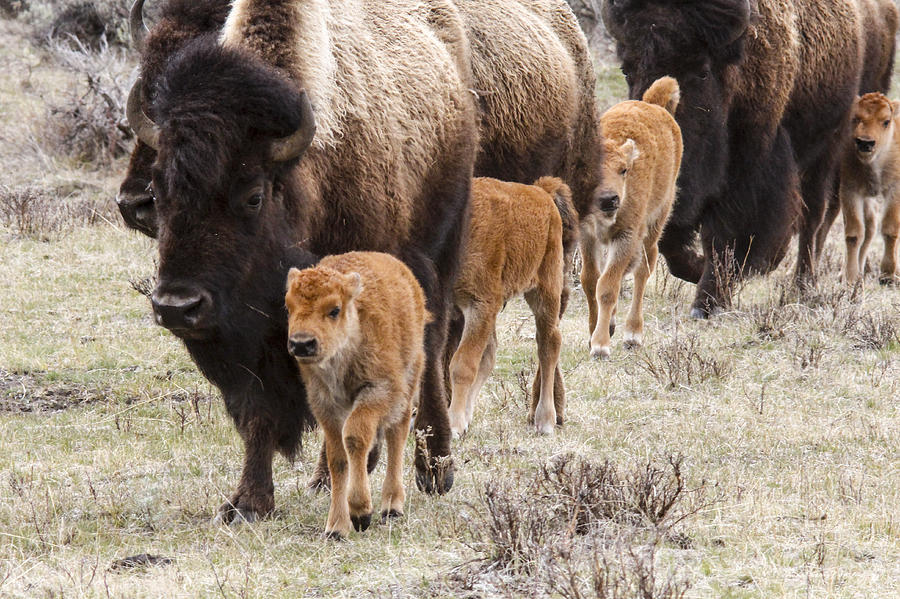 Bison Photograph - Calving time by Jill Bell Bison Photograph - Calving time by Jill Bell
