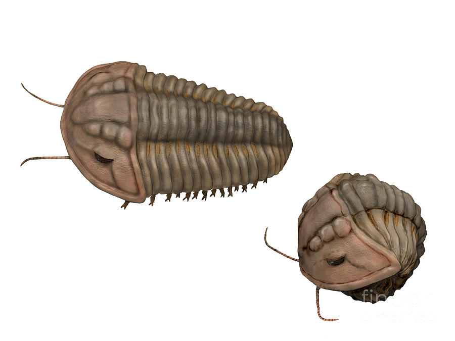 Calymene Blumenbachii, A Trilobite Digital Art by Nobumichi Tamura ...