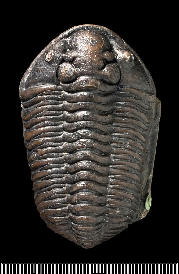 Calymene Trilobite Fossil Photograph by Science Photo Library - Pixels