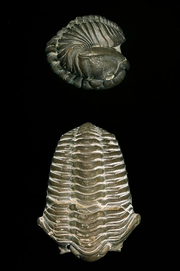 Calymene Trilobite Fossils Photograph by Natural History Museum, London/science Photo Library