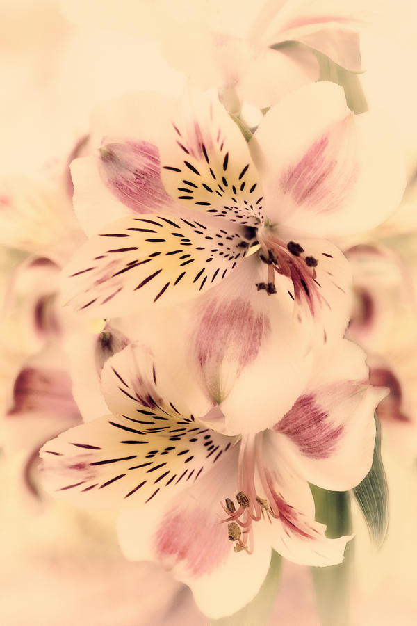 Flowers Still Life Photograph - Calypso by Darlene Kwiatkowski