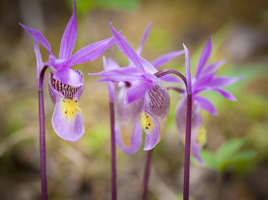 Calypso Orchid Photograph by Hal Horwitz