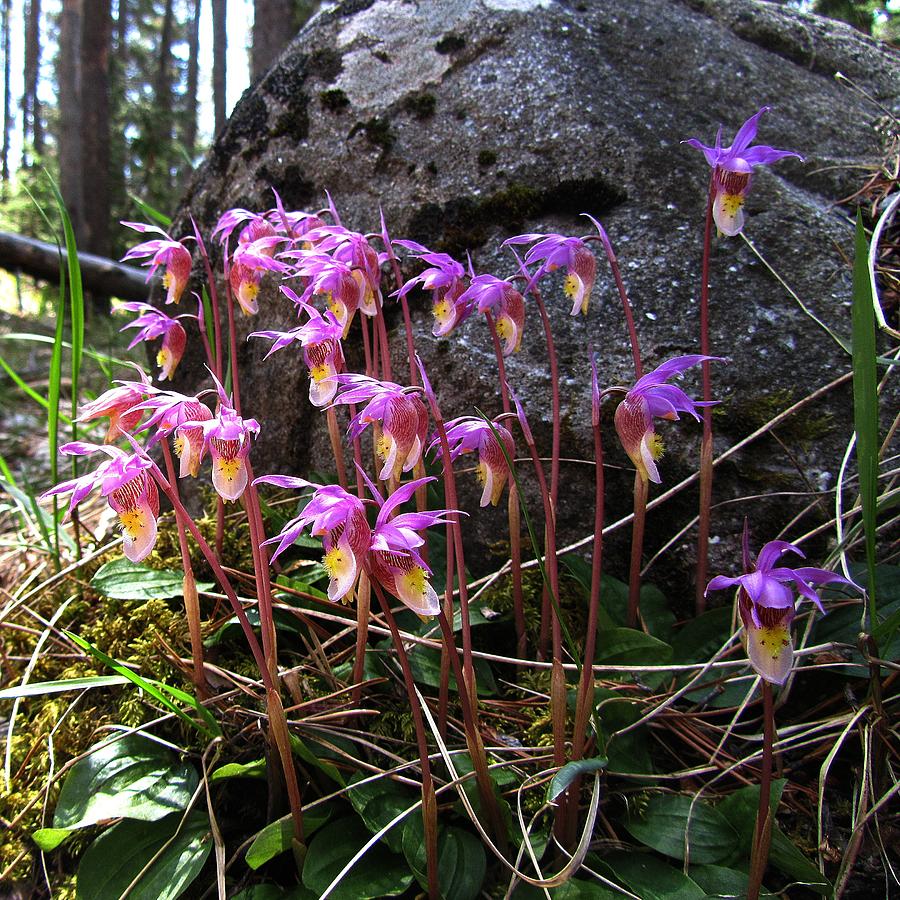 Nature Photograph - Calypso Orchids by Shirley Sirois