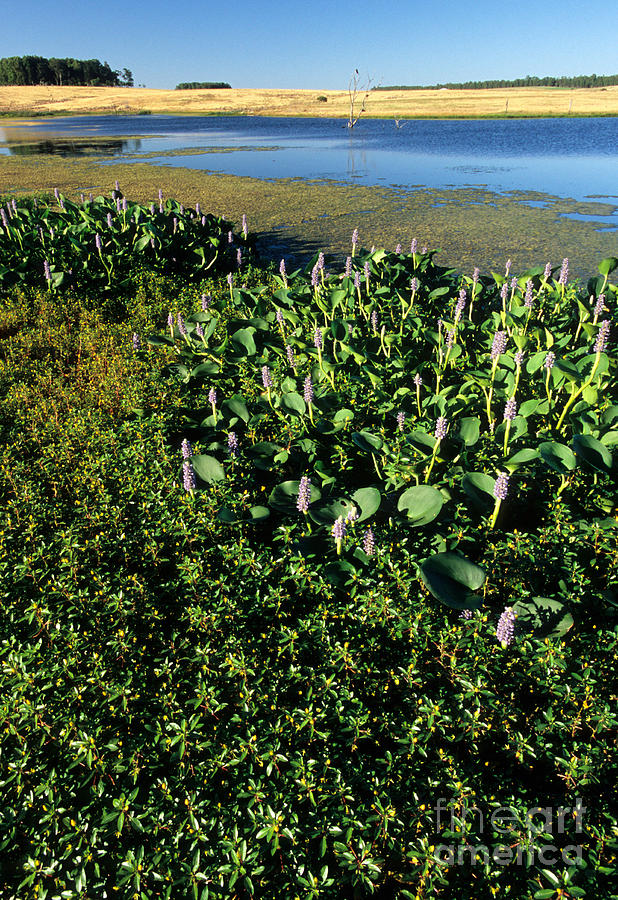 Camalote Or Water Hyacinth Photograph by William H. Mullins