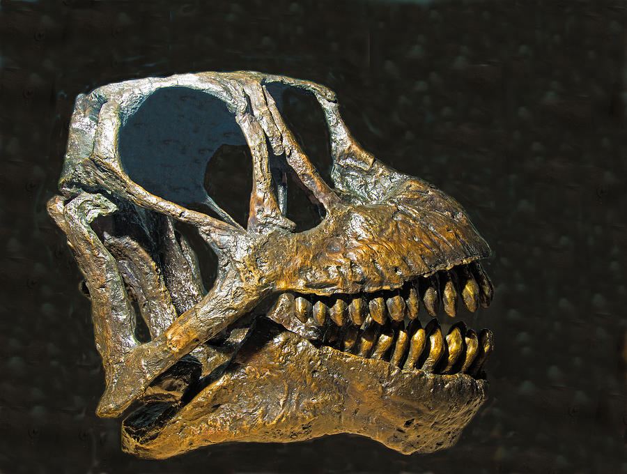 Camarasaurus Dinosaur Skull by Millard H. Sharp